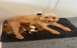 Mixed Breed dogs for sale: Adorable Cavapoochon x Cavapoo Puppies  - Image 2