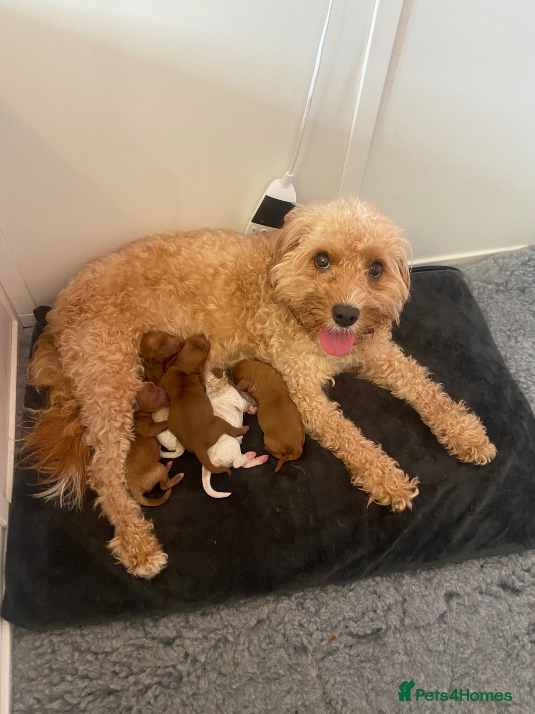 Mixed Breed dogs for sale: Adorable Cavapoochon x Cavapoo Puppies  - Image 2