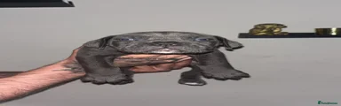 Petal 