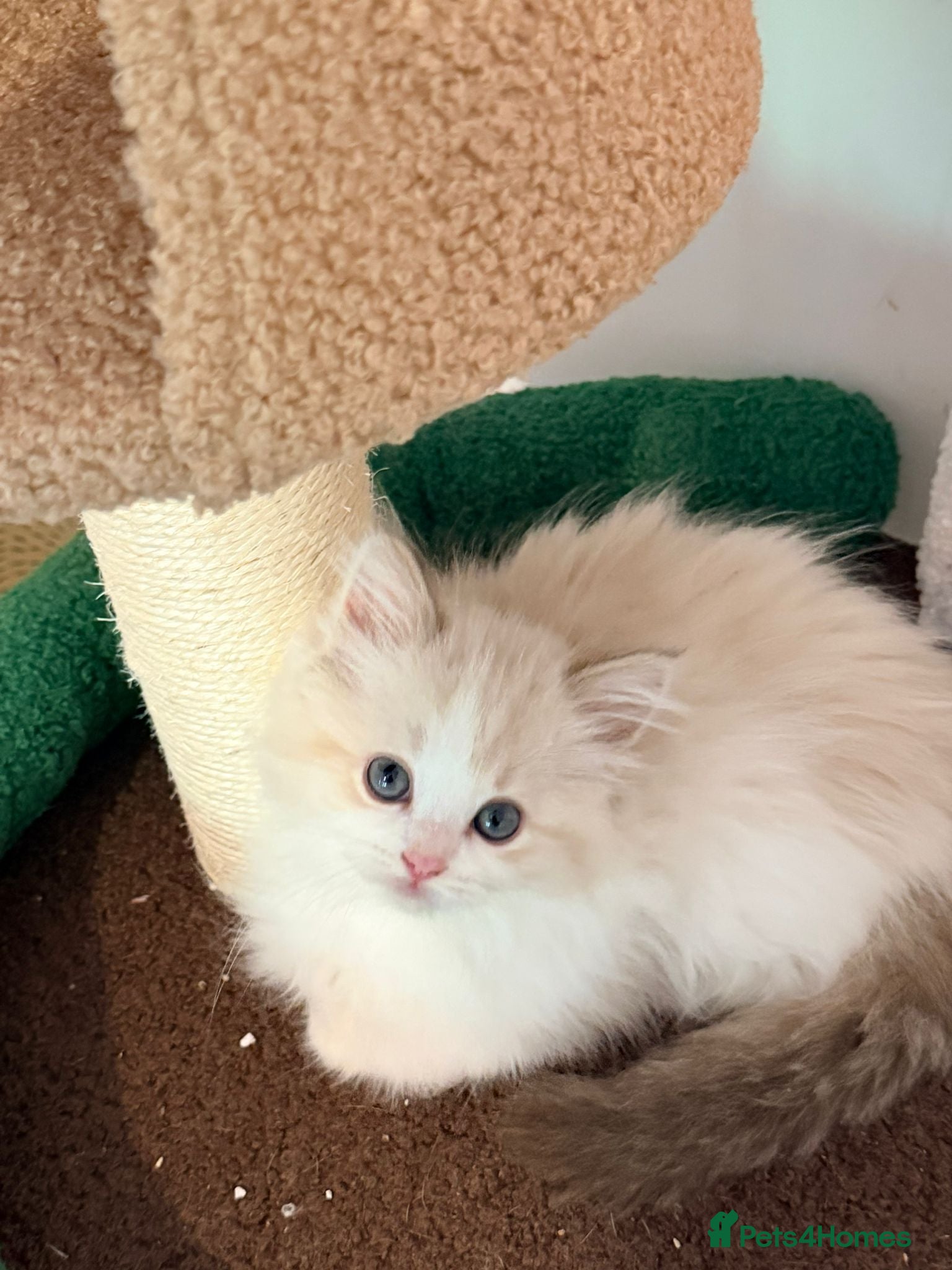 Ragdoll cats  Tica reg mink ragdoll bicolour girl  - Advert 17