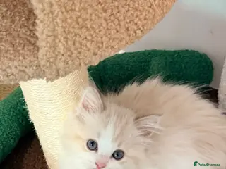 Ragdoll cats Tica reg mink ragdoll bicolour girl - Advert 17