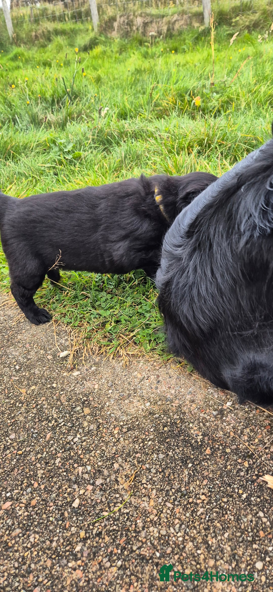 Flat coated Retriever dogs for sale: Flat coat retriever  - Image 7