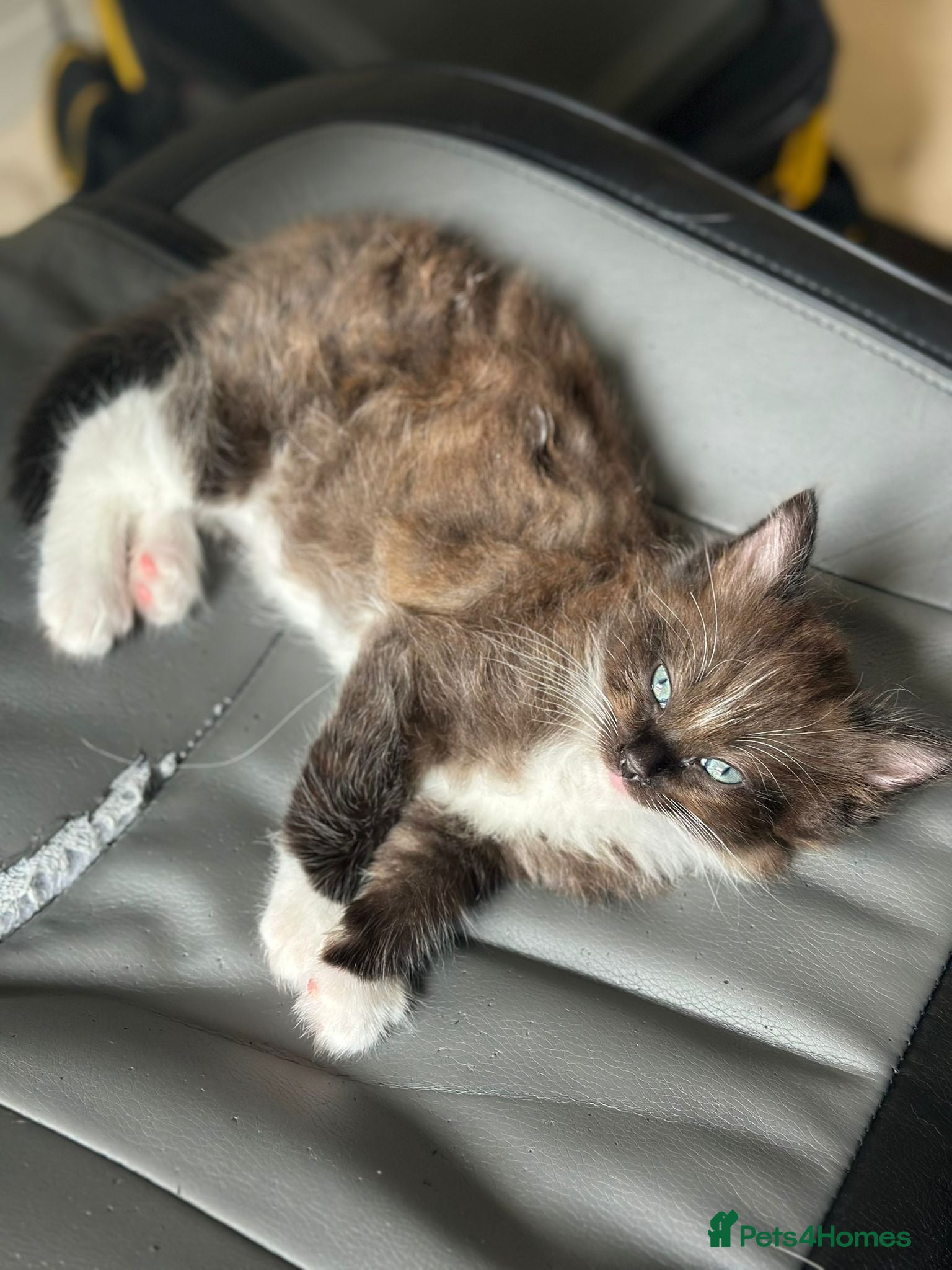 Ragamese cats RAGAMESE (RAGDOLL-SIAMESE) KITTENS - Advert 2