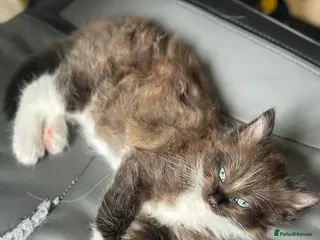 Ragamese cats RAGAMESE (RAGDOLL-SIAMESE) KITTENS - Advert 2