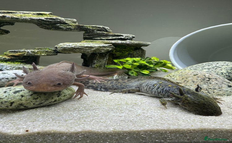 Other/Mixed Breed fish - Advert 5