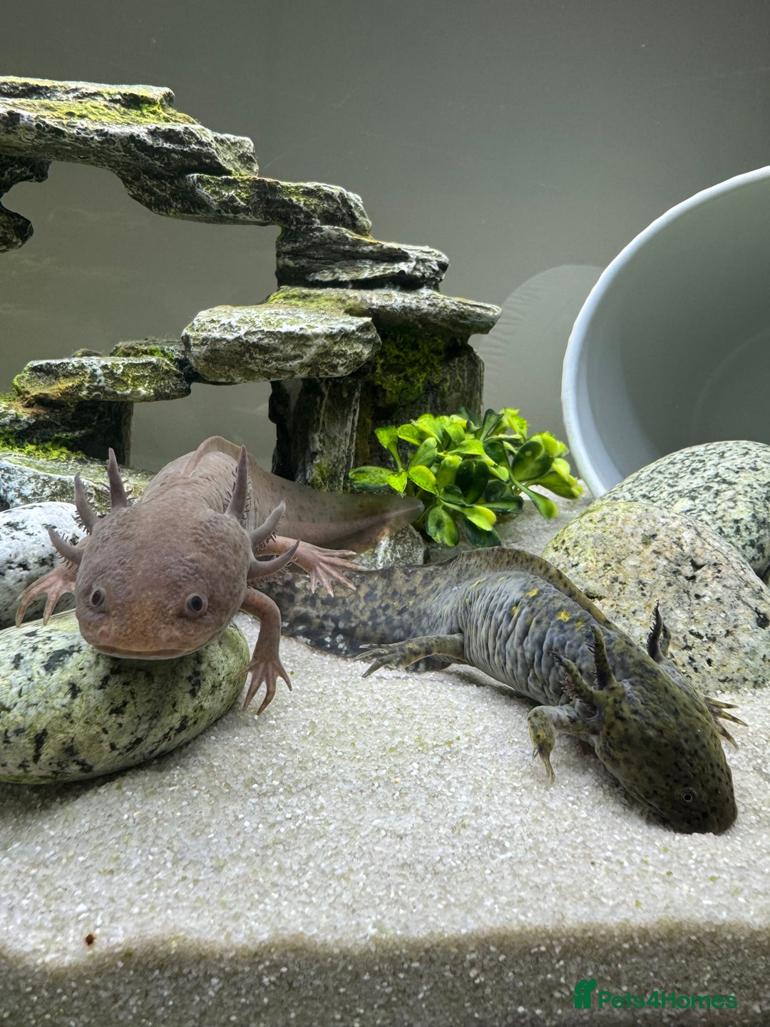 Other/Mixed Breed fish for sale: 2 axolotls and tank set up  - Image 1
