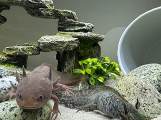 Other/Mixed Breed fish - Advert 36