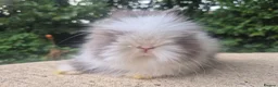 Angora rabbits for sale: ❤️STUNNING IMPORTED PARENTS- TEDDYDWERG BABIES❤️ - Advert 34