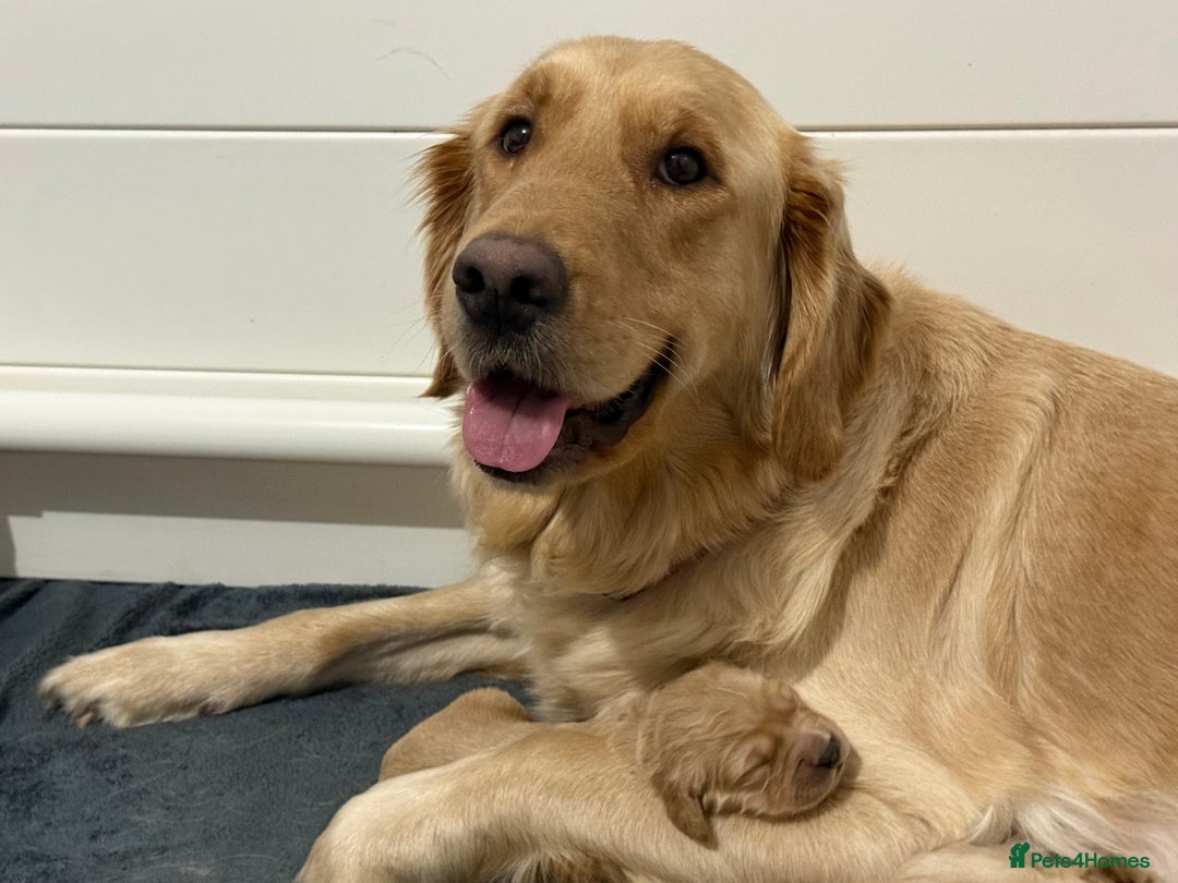 Golden Retriever dogs for sale: KC Golden Retriever Puppies - The Stranger Gang  - Advert 1