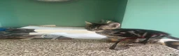 Mixed Breed cats for sale: Kittens looking for their forever homes  - Advert 10