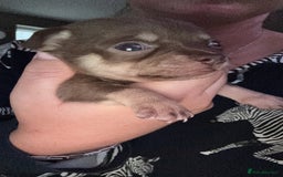 Chihuahua dogs for sale: Beautiful chihuahua pups - Image 6
