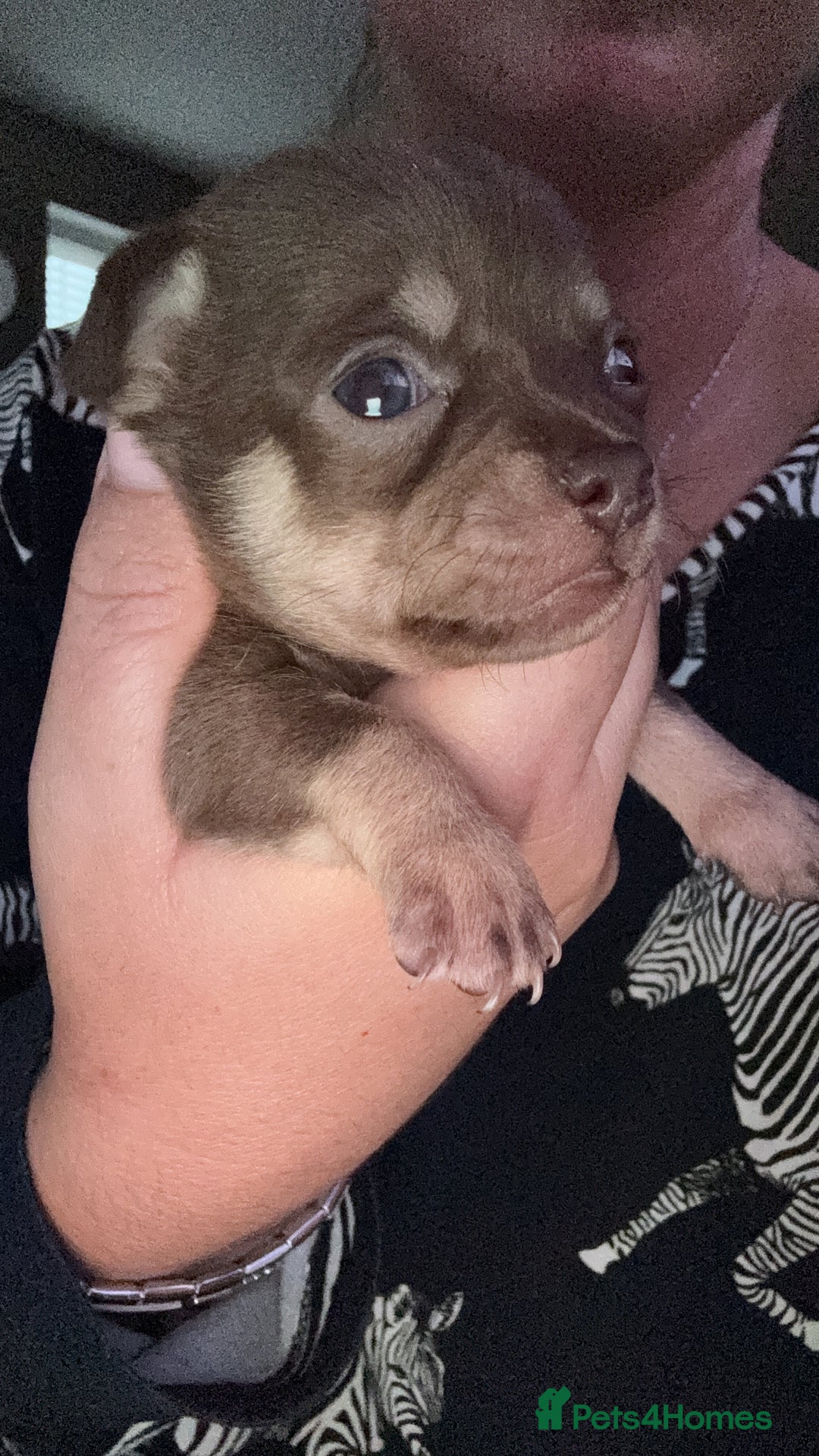 Chihuahua dogs for sale: Beautiful chihuahua pups - Image 6