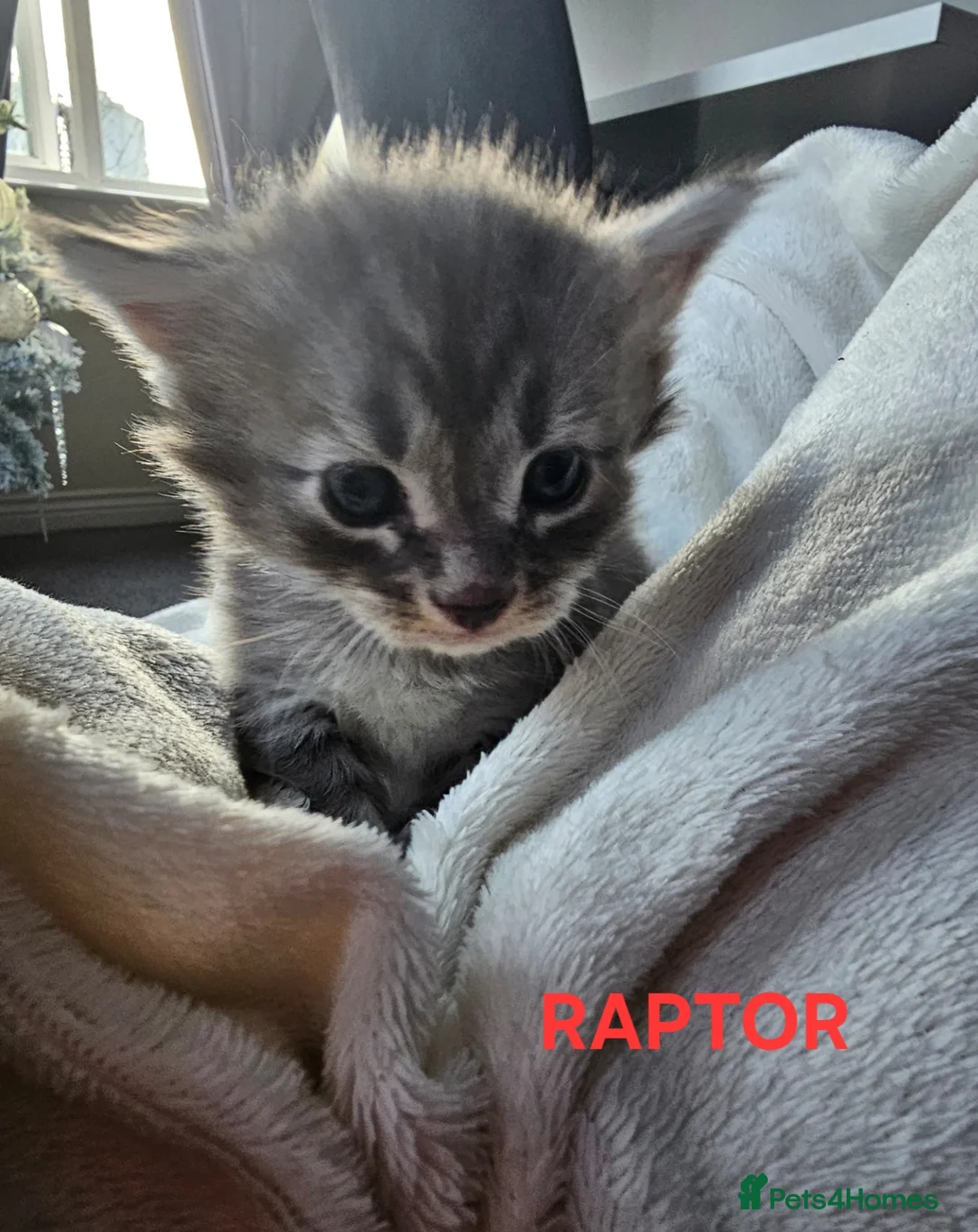 Maine Coon cats for sale: Champion bloodline maine coon kittens TICA - Advert 34