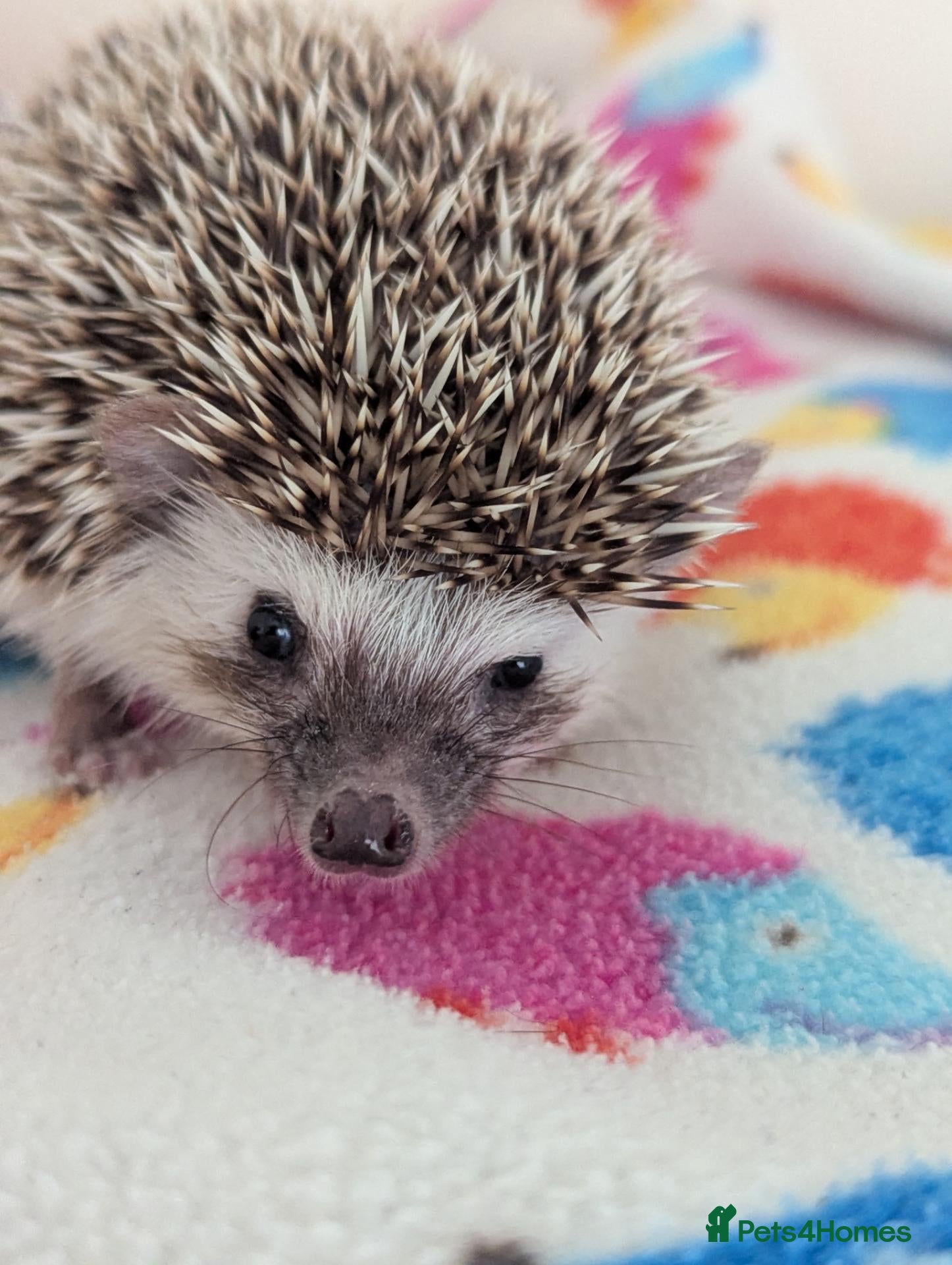Pygmy Hedgehog rodents 10 Week Old Baby Hoglets REDUCED TO £220 - Advert 1