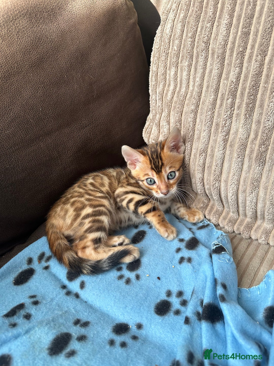 Bengal cats for sale: TICA Bengal kittens for sale . 🐱 - Image 6