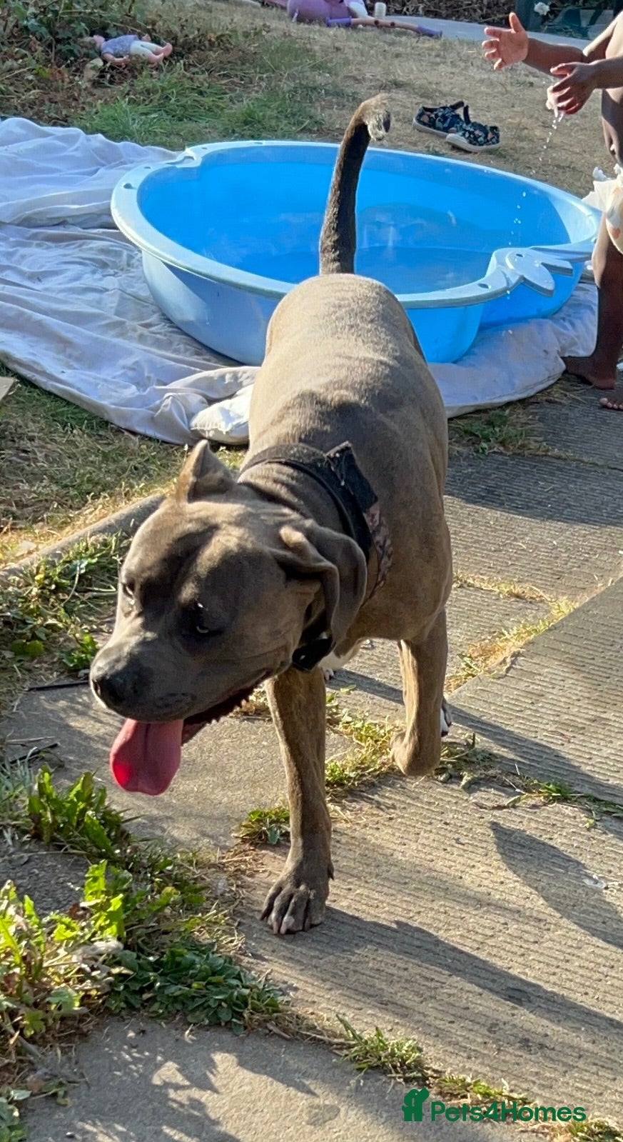 Cane Corso dogs Rehome family dog  - Advert 7