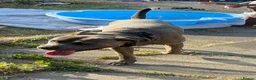 Cane Corso dogs for sale: Rehome family dog  - Advert 1