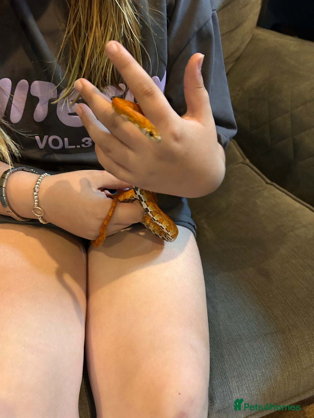 Corn Snake reptiles for sale: Corn snake and set up - Image 5