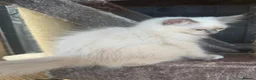 Birman cats for sale: Strong healthy Birman babies available  in Peacehaven - Advert 3