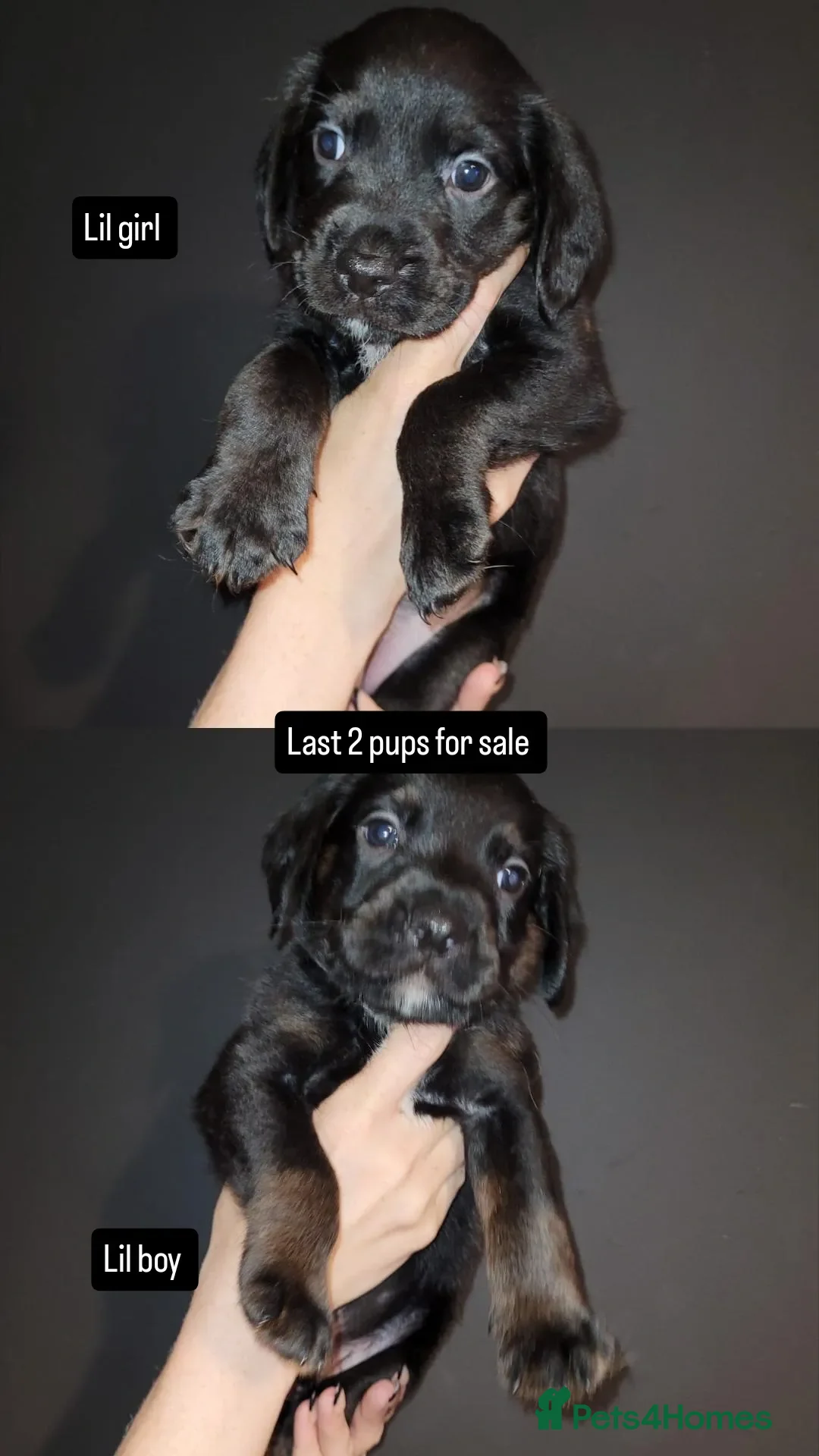Mixed Breed dogs Boxwiller cockerspaniel mix  - Advert 1
