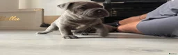 Staffordshire Bull Terrier dogs for sale: Staffordshire bull terrier puppies boy/girl  - Advert 8