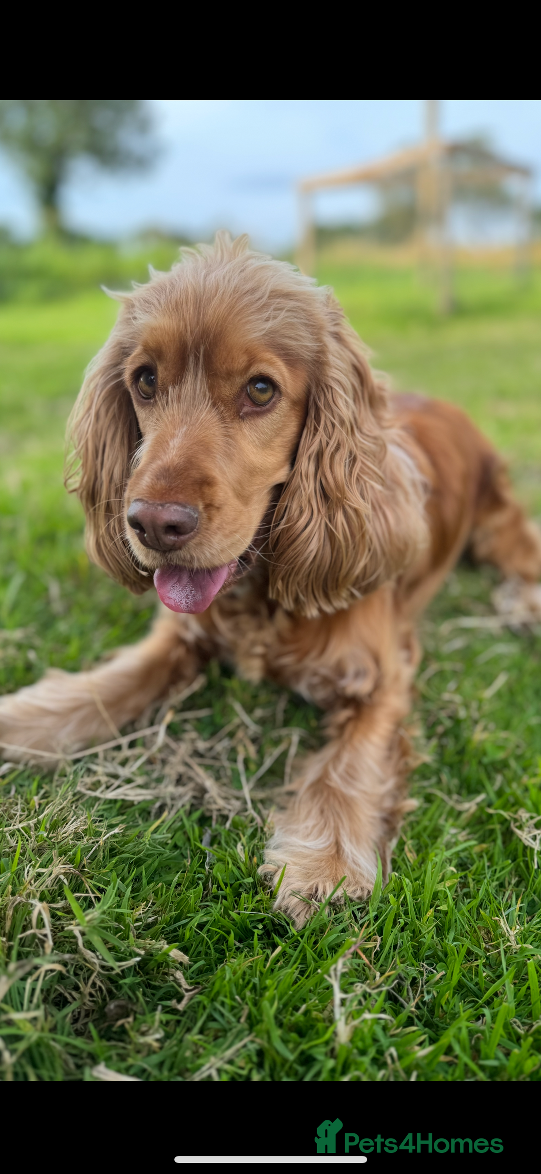 Cocker Spaniel dogs for sale: KC show cocker spaniel puppies  - Advert 11