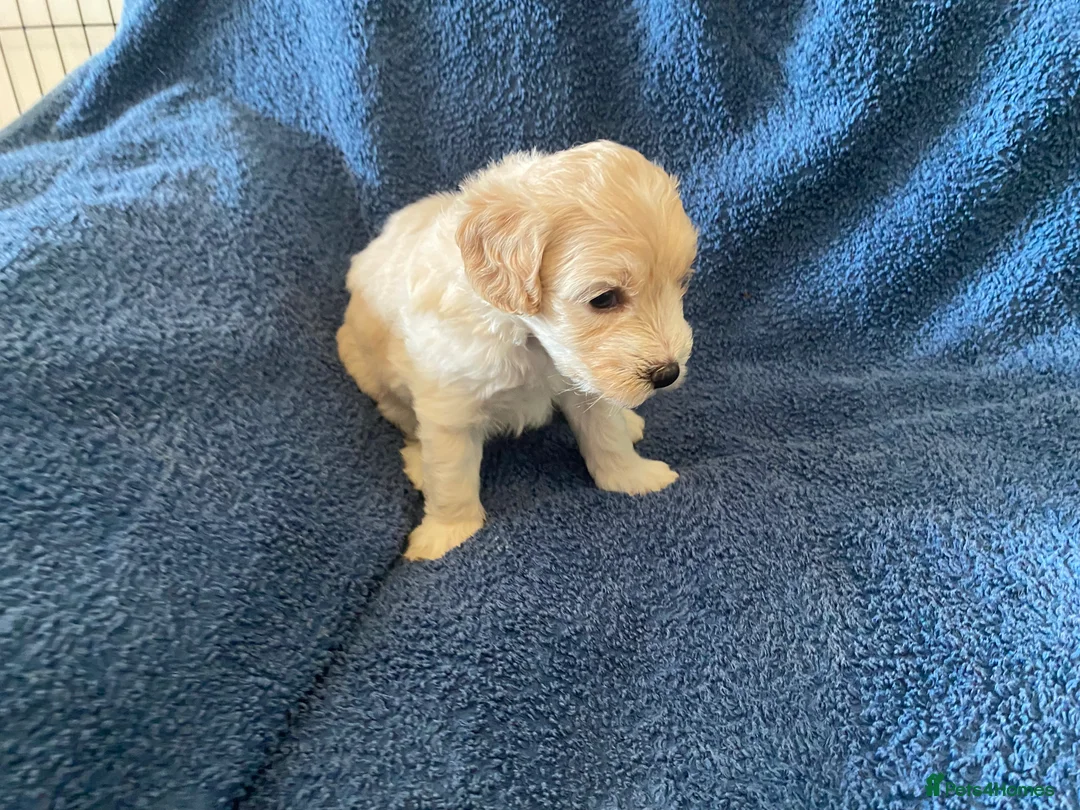 Cockapoo dogs for sale: Belles beautiful Angels  - Advert 35