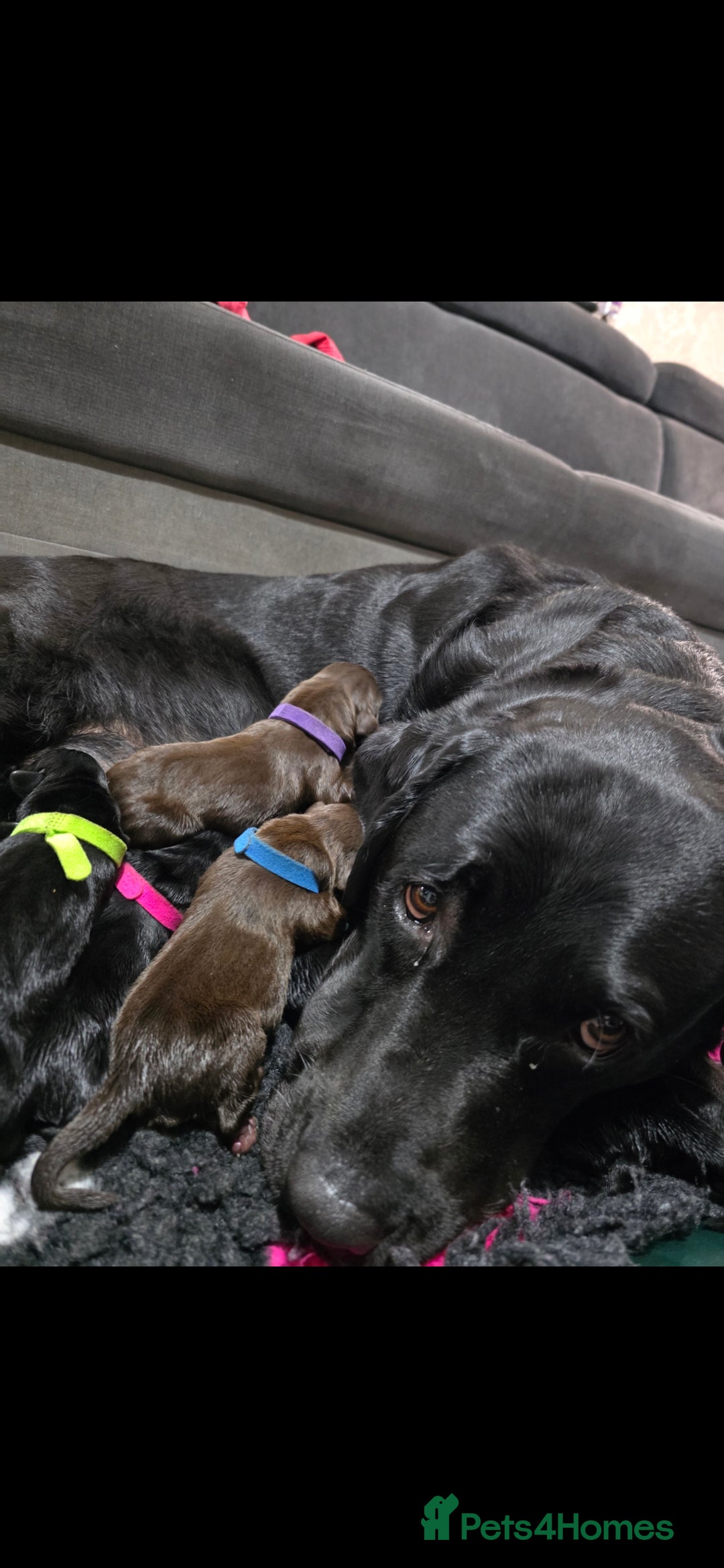 Labrador Retriever dogs for sale: 💫Stunning chocolate and black labrador pups 💫 - Image 15