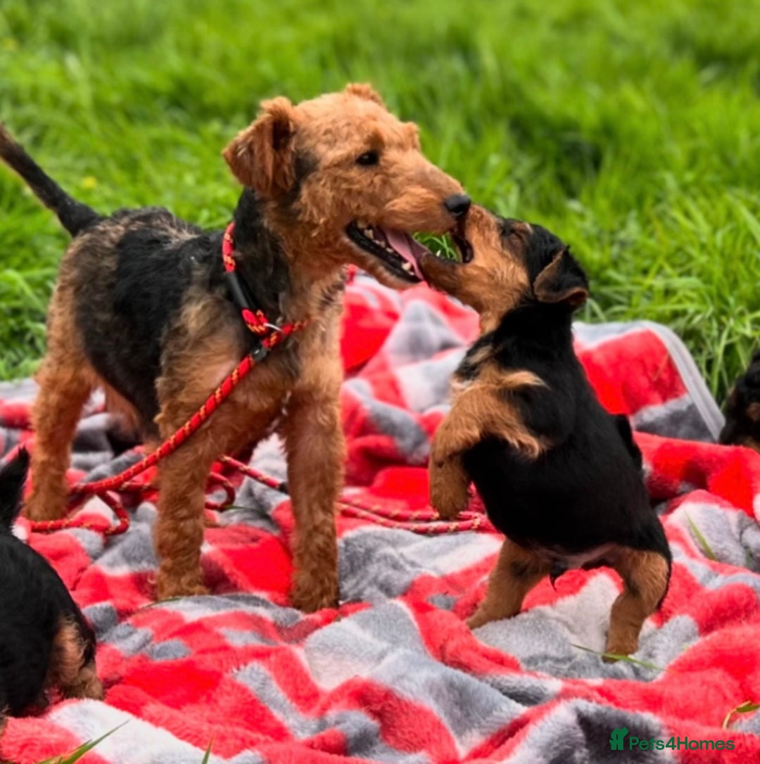 Welsh Terrier dogs for sale: WELSH TERRIER BOY PUPPY - Image 12