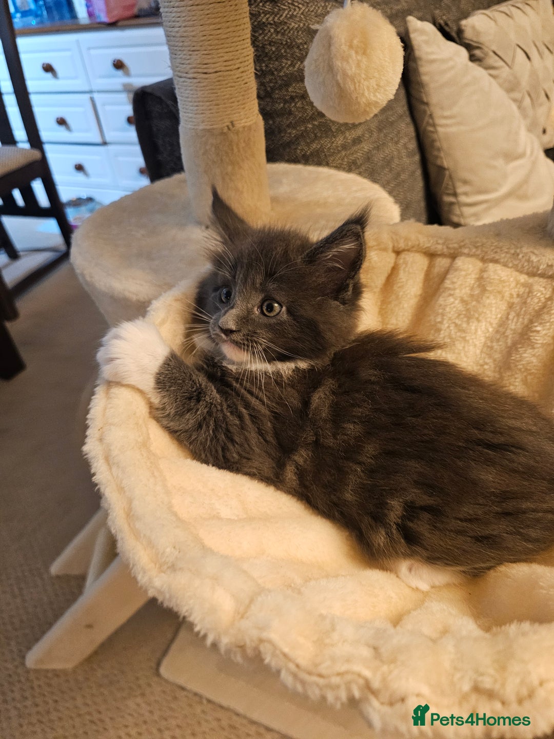 Maine Coon cats for sale: 4 beautiful maine coon kitten  - Image 4
