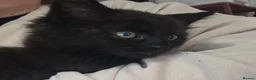 British Longhair cats for sale: Female black kitten - Advert 4