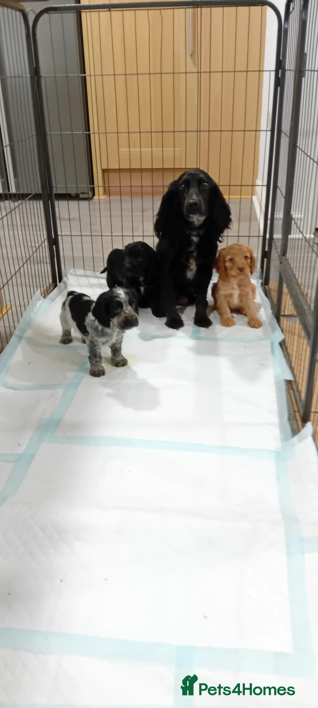 Cocker Spaniel dogs for sale: QUALITY COCKER SPANIAL PUPPIES - VARIOUS COLOURS - Advert 18