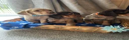 Cocker Spaniel dogs for sale: Cocker spaniel puppy’s  - Advert 10