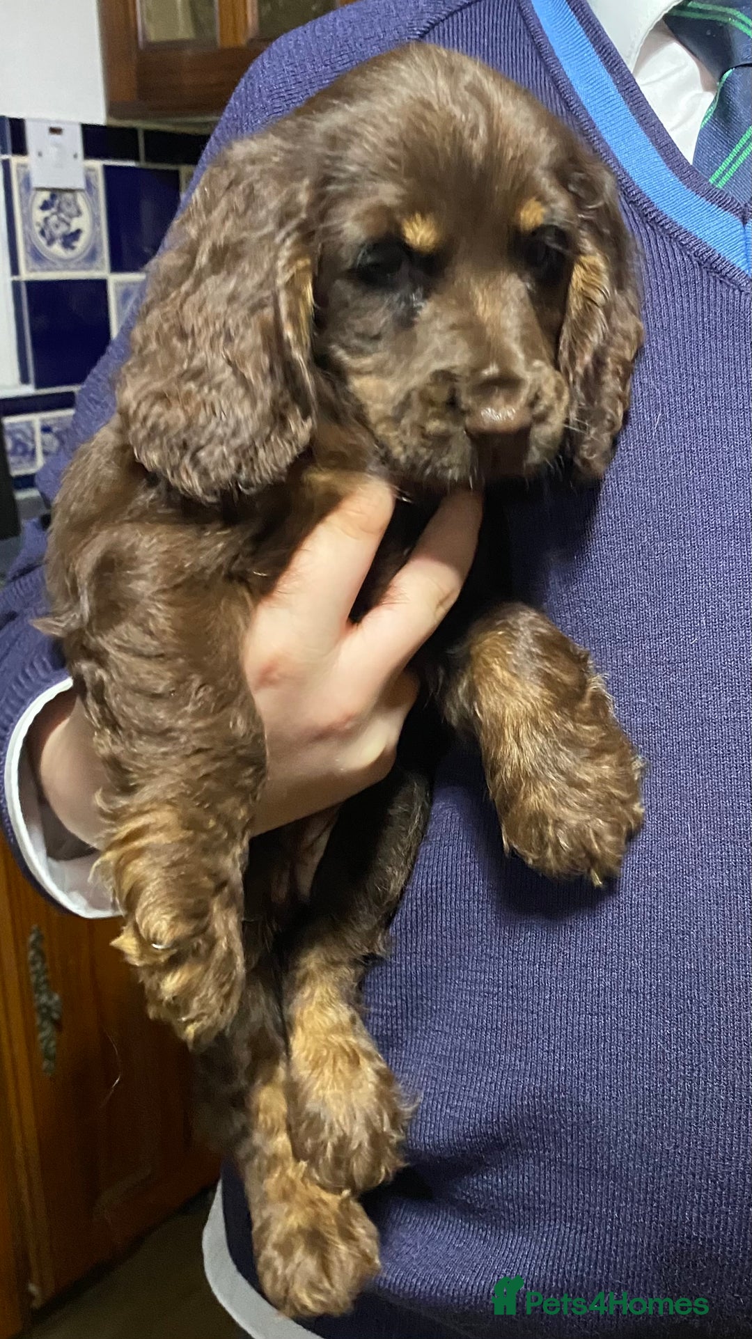 Cocker Spaniel dogs for sale: KC Registered Show Type Cocker Spaniels - Advert 12