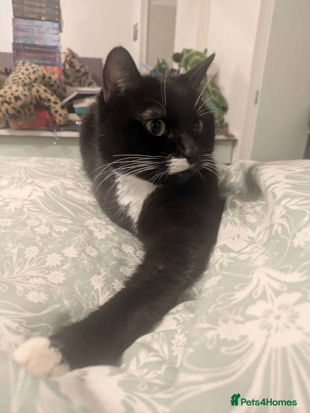 Domestic Shorthair cats for sale: Willow - Advert 3