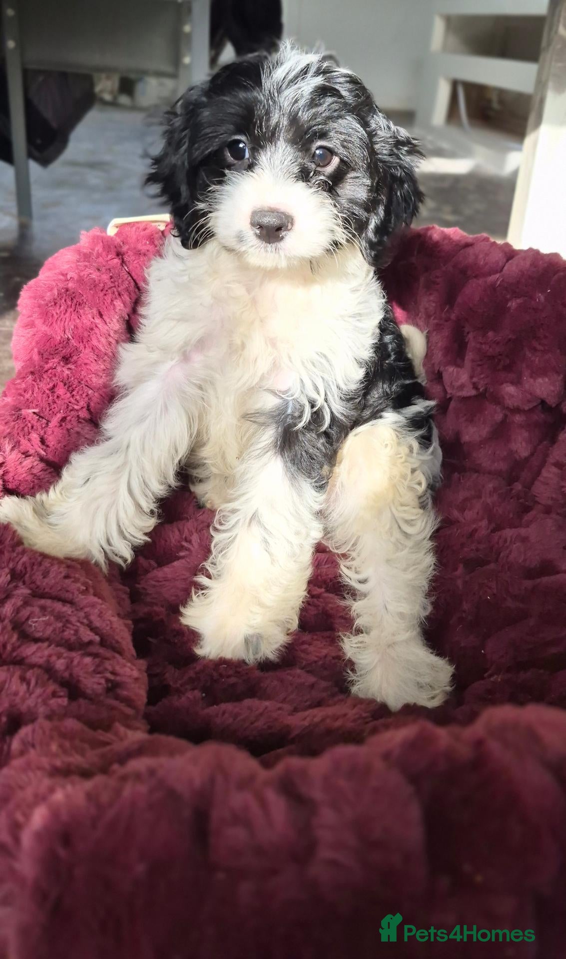 Cavapoo dogs for sale:  Cavapoo puppy only one available  - Advert 19