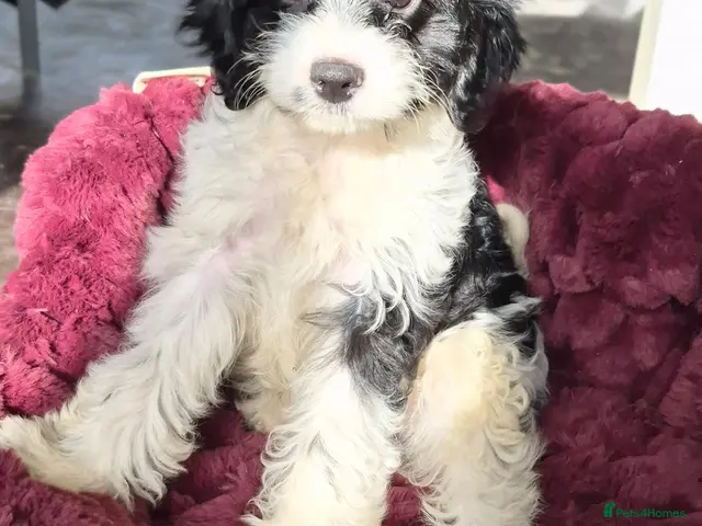 Cavapoo dogs for sale: Cavapoo puppy only one available - Advert 19