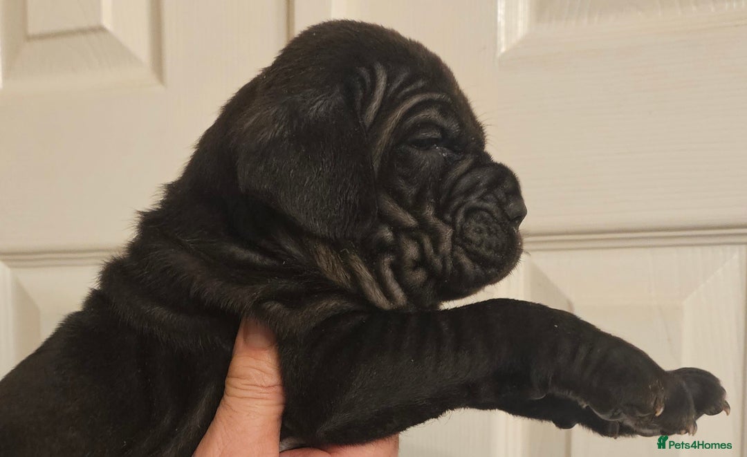 Neapolitan Mastiff dogs for sale: Makaevo Puppies - Advert 20
