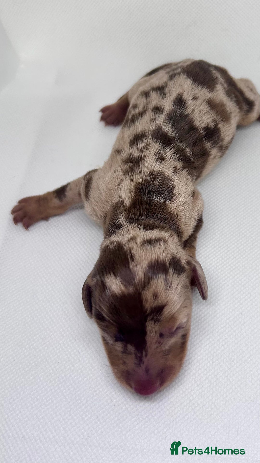 Miniature Dachshund dogs for sale: Miniature Dachshund - 1 Black and tan girl left - Image 13