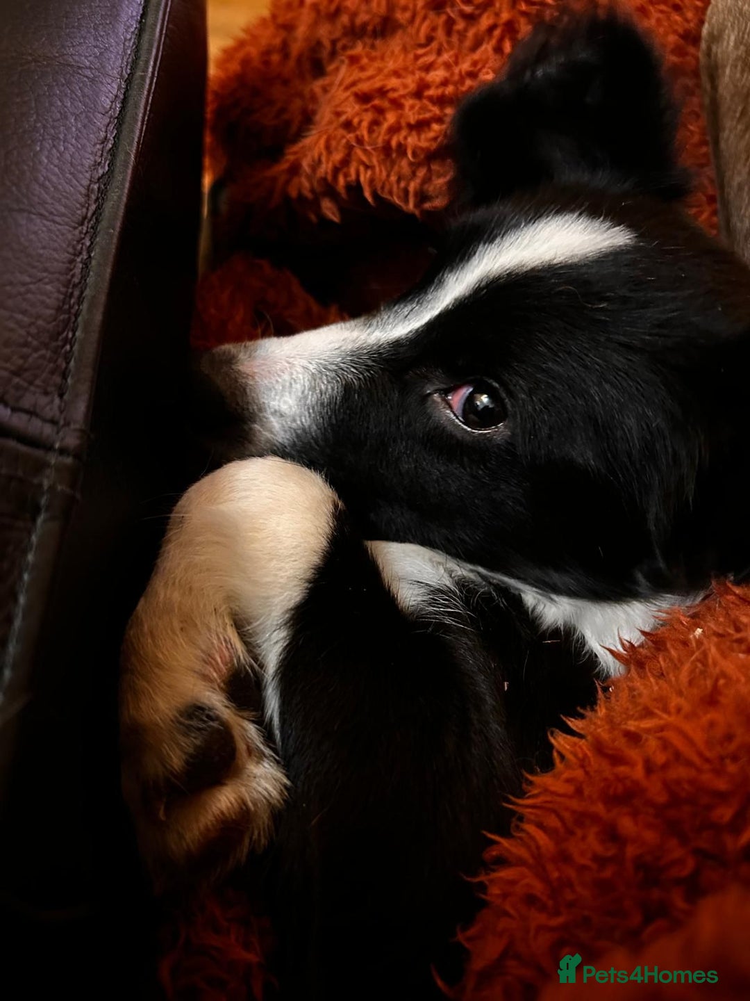 Mixed Breed dogs for adoption: Rosy 🌹 - Image 6