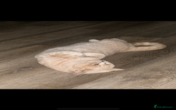 British Shorthair cats for sale: British Shorthair X kittens - Image 11