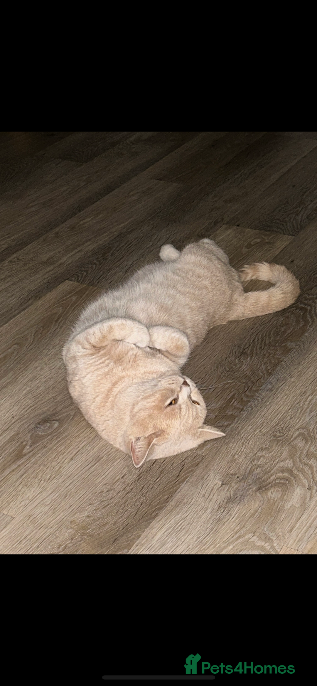 British Shorthair cats for sale: British Shorthair X kittens - Image 11