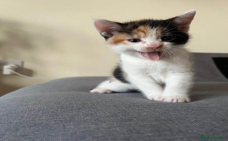 Mixed Breed cats - Advert 12