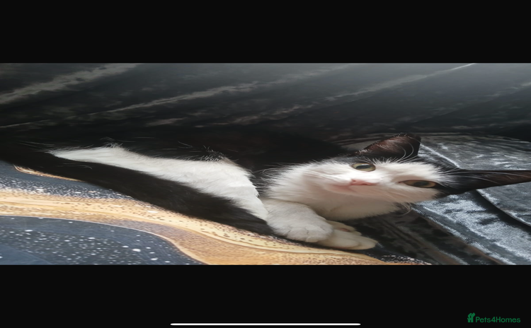 Domestic Shorthair cats - Advert 2