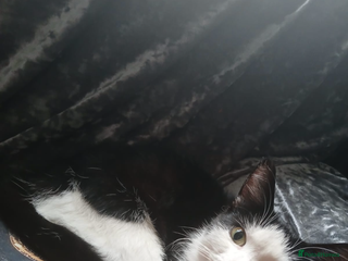 Domestic Shorthair cats - Advert 5