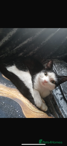 Domestic Shorthair cats - Advert 8