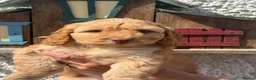 Cockapoo dogs for sale: Stunning F1 Cockapoos  - Advert 6