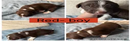 Sprollie dogs for sale: Gorgeous Sprollie puppies! in Peterborough - Advert 9