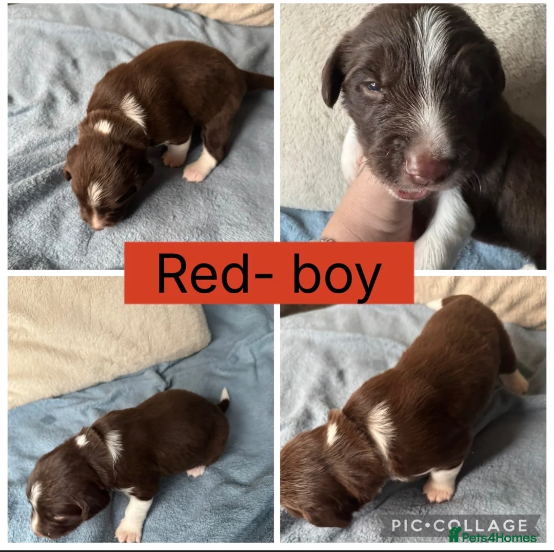 Sprollie dogs for sale: Gorgeous Sprollie puppies! in Peterborough - Advert 9