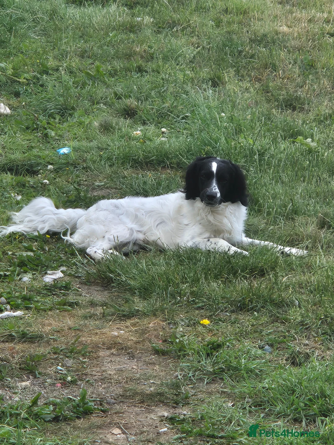 Cockapoo dogs for sale: Cocker spaniel x cockerpoo  - Advert 5